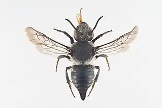 Coelioxys lanceolata