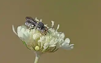 Coelioxys polycentris