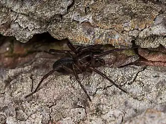 Coelotes transiliensis