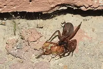 Coelotes turkestanicus