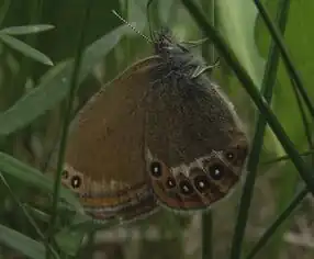 Zilverstreephooibeestje