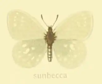 Coenonympha sunbecca