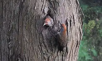 Guatemalagrondspecht