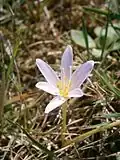 Colchicum alpinumin een "collector's" tuin