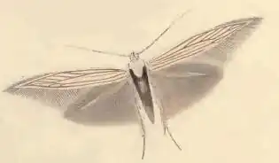 Coleophora auricella