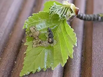 Witte berkenkokermot