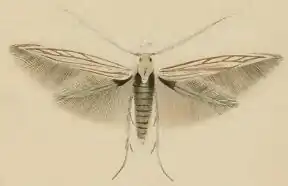 Coleophora chamaedriella