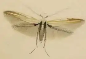 Coleophora cracella