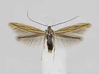 Coleophora gardesanella