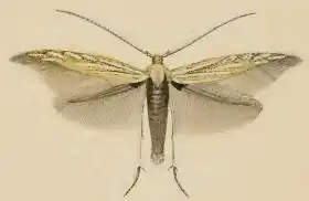 Gouden sikkelkokermot