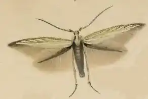 Coleophora ornatipennella