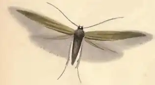 Coleophora paripennella