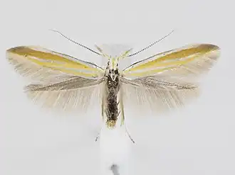 Coleophora partitella