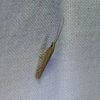 Coleophora quadruplex