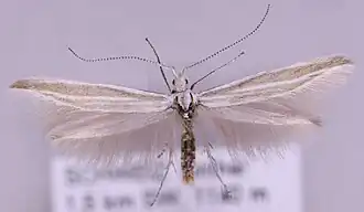 Coleophora rectilineella
