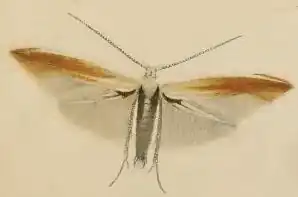 Coleophora colutella