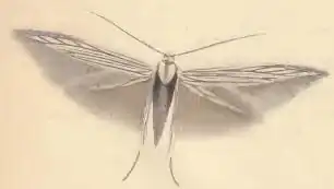 Coleophora serratulella