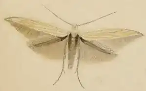 Coleophora silenella