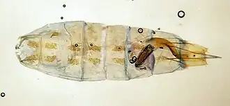 Coleophora annulatella