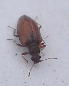 Stephostethus lardarius