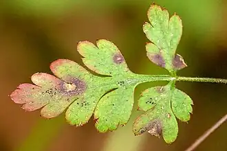 Robertskruidkraterbultje