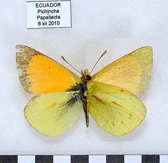 Colias dimera