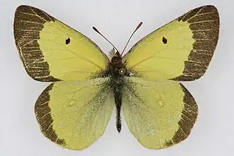 Colias scudderii