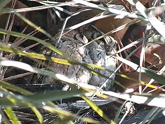 Indische dwergooruil