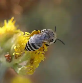 Colletes dimidiatus