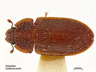 Colobicus parilis