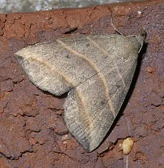 Colobochyla interpuncta
