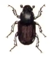 Colobopterus erraticus