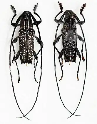 Colobothea naevigera