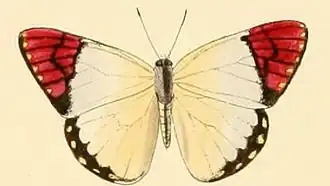 Colotis celimene