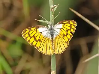 Colotis chrysonome
