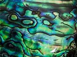 een gekleurde schelp