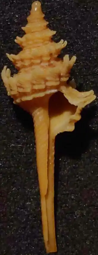 Columbarium natalense