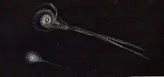 De komeet van Biela kort na het breken, feb 1846