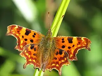 Polygonia c-albumGehakkelde aurelia