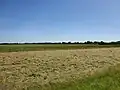 De polder richting het dorp Maasland.