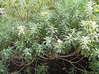 Commidendrum rugosum