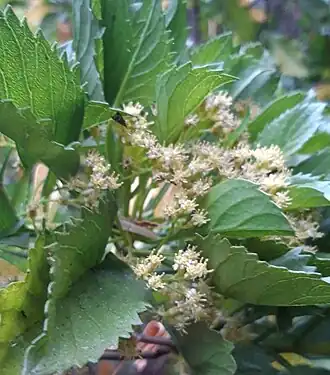 Commidendrum rotundifolium