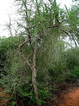 Commiphora simplicifolia