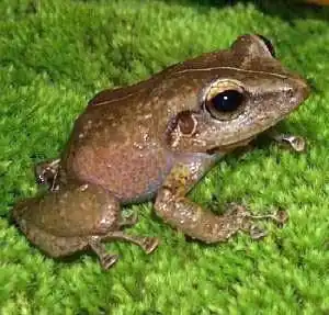 Eleutherodactylus coqui