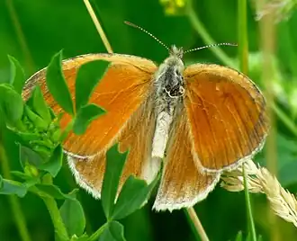 Coenonympha inornata
