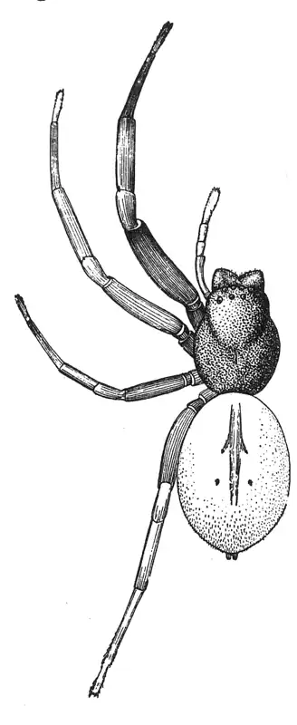 Trachelas tranquillus