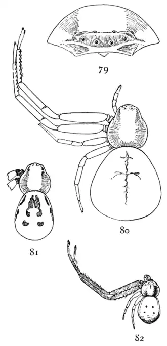 Misumenoides formosipes