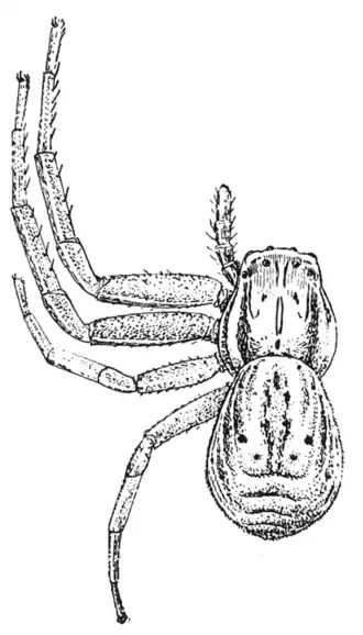 Xysticus luctans