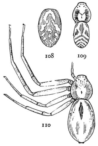 Philodromus pictus