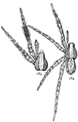 Schizocosa ocreata